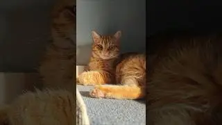 Тогда и сейчас😍 кошачье до/после #котики #кот #животные #cat #animal #popular