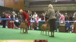 выбор Лучшей суки