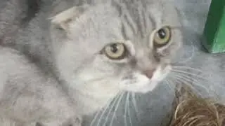 Кот под чем-то