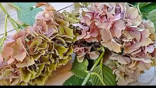 ДЕНЬ Любования Гортензиями. Сухой букет из гортензий.