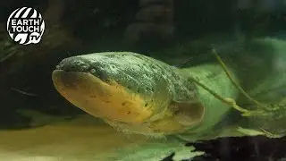 The unique hunting strategy of the electric eel