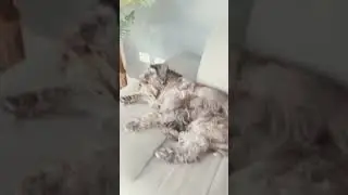 siempre mi perrita se duerme asi