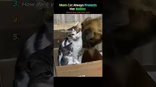Mom Cat Always Protects Her Babies 🥹❤️