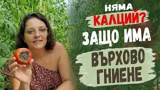 ПРИЧИНИ за върхово гниене при доматите. Не е само липса на калций. Защо чернее връхчето на домата?