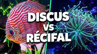 Let’s go see Téo’s tanks between discus & reef, 2 fascinating worlds!!