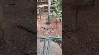 Jacaré no seu Habitat Zoológico ✨