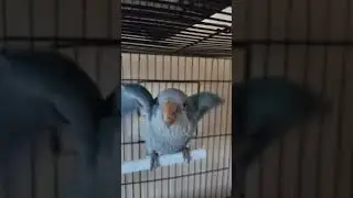 Перед видео он поел! Голодом его никто не морит 🤭 #квакер #shortvideo #shorts #funny #memes #2маши
