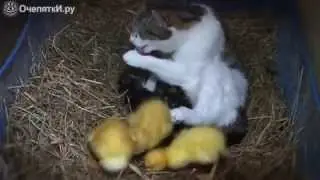 Кошка вырастила утят