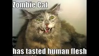 Zombie Cat Hunter Eating Human Flesh(live)