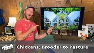 When to MOVE Chickens from Brooder to Pasture