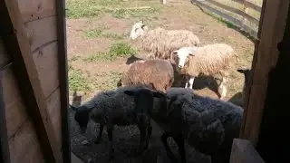 ДЕРЕВЕНСКАЯ ЖИЗНЬ