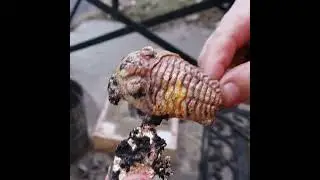 Brass Casting Trilobite #2   