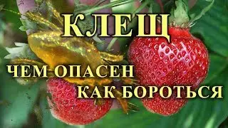 КЛЕЩ НА КЛУБНИКЕ: чем опасен и как с ним бороться.