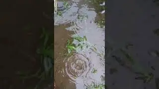 Rain = Hujan