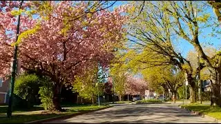 Ride 319 - Cycling Vancouver's 2024 cherry blossom season finale