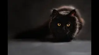 Cat Learn a Lesson of Life After a Hungry Day.