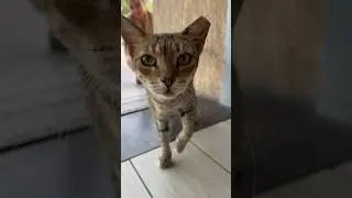 Кот плохо переносит жару?