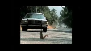 Funny Commercial - Geico - Squirrel Hijinks