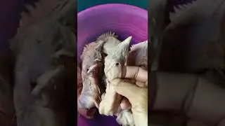 HARAM MEMAKAN AYAM YANG DI SEMBELIH TENGGOROKAN DAN JALAN PAKANNYA TIDAK PUTUS.