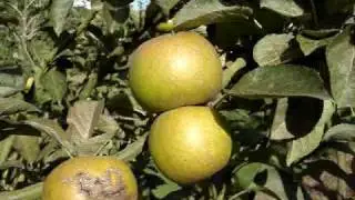 Apple Variety Ashmead's Kernel