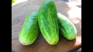 ЗАГОТОВКА НА ЗИМУ ~САЛАТ ИЗ ПЕРЕРОСШИХ ОГУРЦОВ ~ДОМАШНЯЯ ЕДА~