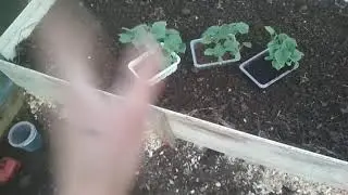 Теплица Своими Руками