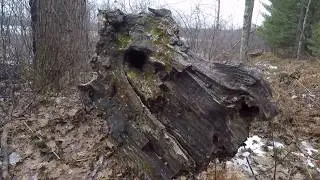 Scenic Exercise + Bat House