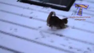 Смешные собаки и коты