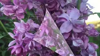Сирень Богдан Хмельницкий
