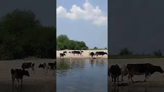 Коровы купаются на рязанском пляже.