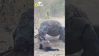 Komodo Dragons Eat Goat Kids #shorts