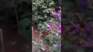 А у тебя тоже арахнофобия?