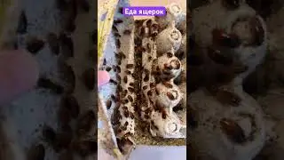 Еда 