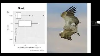 Bird Club presentation: Lead poisoning in southern Africa’s Cape and White backed Vultures