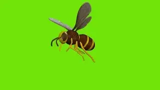 3D Ant GREEN SCREEN EFFECT{FIM STOCK FX}