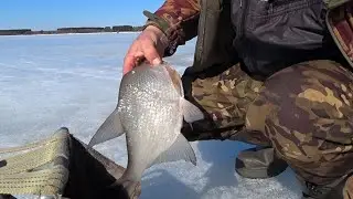 Ловля леща на черта и ведьму паровозом. Где его искать весной.