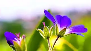 No Copyright Video Beautiful music Relaxing music with amazing nature vol 35