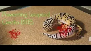 Preventing Leopard Gecko BITES!