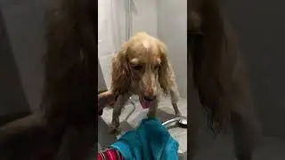 МОЕ УТРО 🐕
