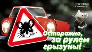 ОСТРОЖНО! За рулем грызуны!🥰