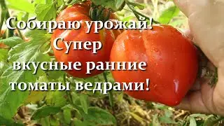 Эти Томаты буду выращивать в 2025 году! 13 СОРТОВ ТОМАТОВ - Ранний Супер Урожай