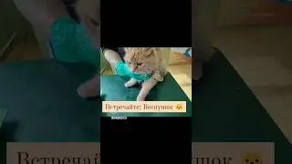 #котик