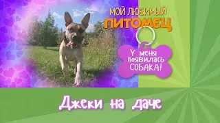С амстаффом на дачу