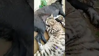 Все коты такие