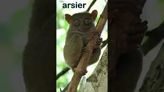 10 Cutest Animals on the Planet 😍 // Top 10 List // Adorable Animals