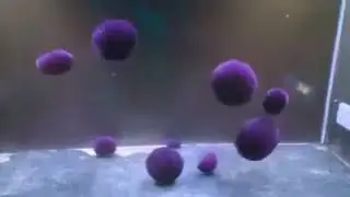 moss balls rainbow