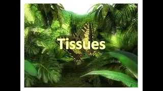 IX Biology- Tissues (24 July 2021)