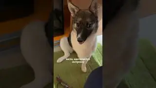 Любовь и понимание собак. Уникальные кадры!