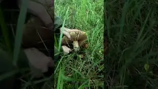 Снова срезаем белый гриб, на том же месте - год спустя.  #янао #forest #лес #белый гриб #грибы