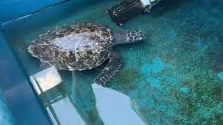 Marine Science Center - Hawksbill Sea Turtle Patient Update
